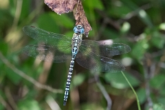 David Plant Photography - Wildlife Photography - Southern migrant hawker - I